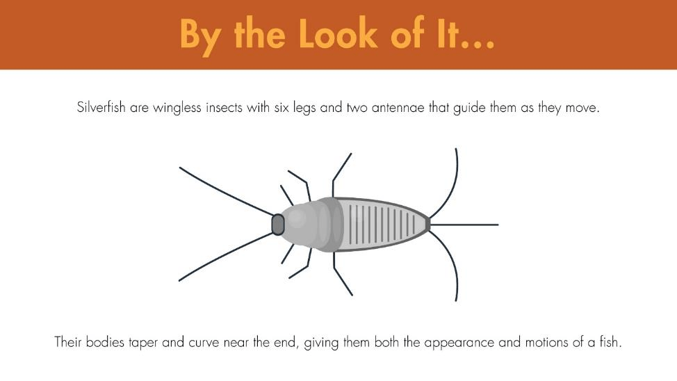 Silverfish are wingless insects with six legs and two antennae that guide them as they move. Their bodies taper and curve near the end, giving them both the appearance and motions of a fish.