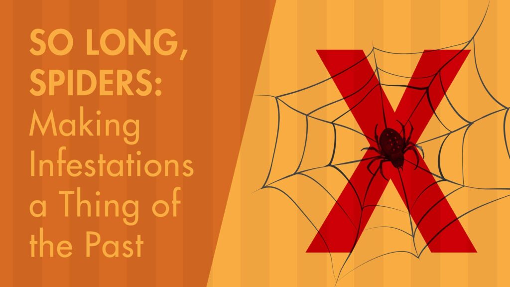 spiders graphic