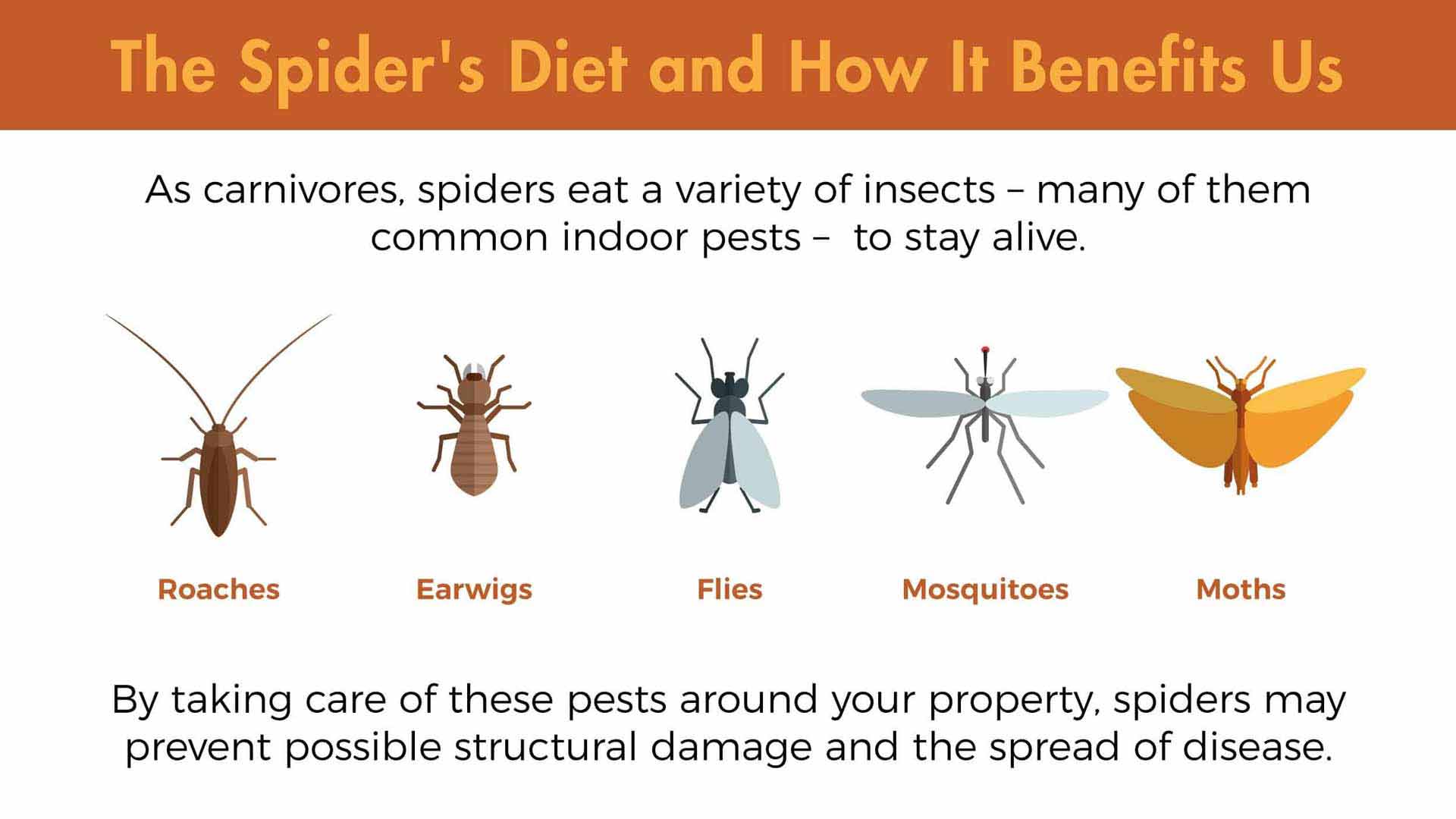 The spider diet is highly beneficial to us. As carnivores, spiders eat a variety of insects – many of them common indoor pests – to stay alive. By taking care of roaches, earwigs, flies, mosquitoes, and moths around your property, spiders may prevent possible structural damage and the spread of disease.