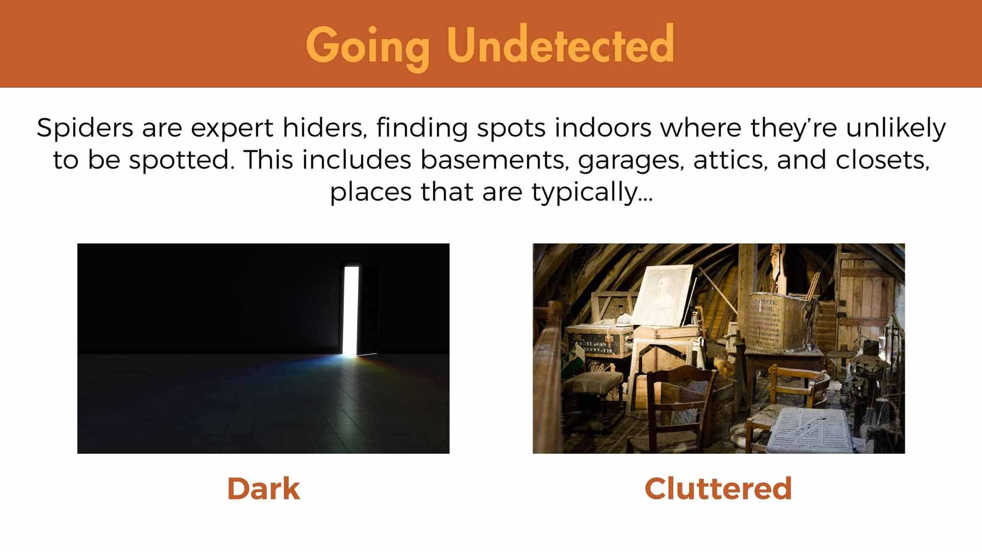 Spiders are expert hiders, finding spots indoors where they're unlikely to be spotted. This includes basements, garages, attics, and closets, places that are typically dark and cluttered.