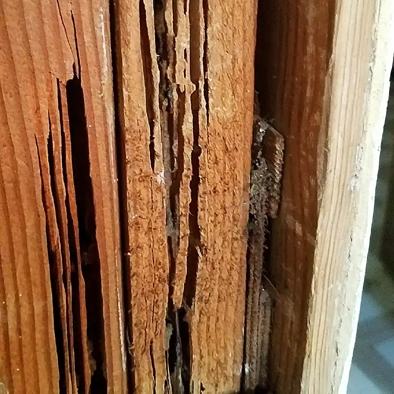 Termite Damage