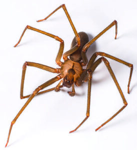 Brown Recluse Spider