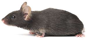 House Mouse