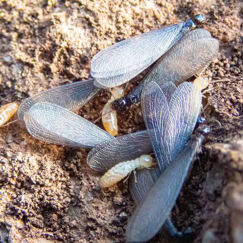 image of drywood termites