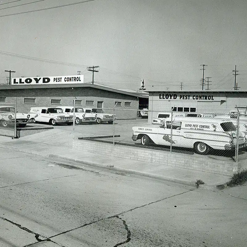 image of Lloyd Pest Control in the 1950s