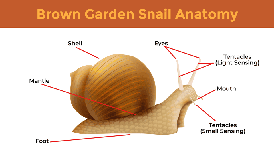 Illustration of a brown garden snail's anatomy. 