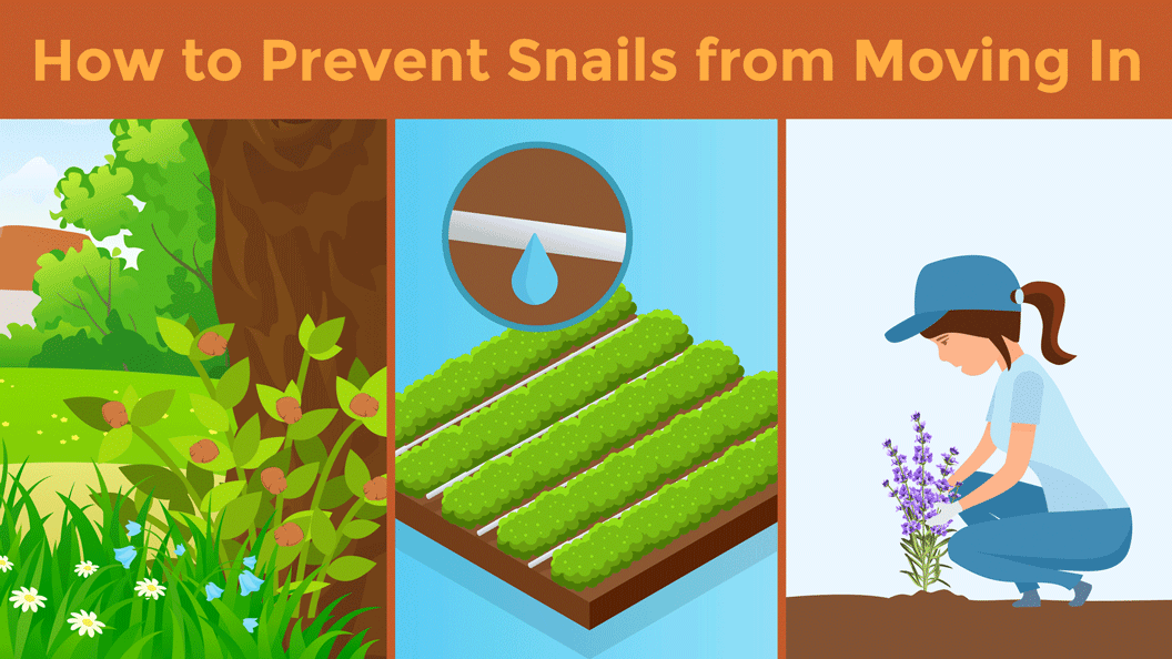 Illustration showcasing three different ways to prevent snails from moving into your yard. 