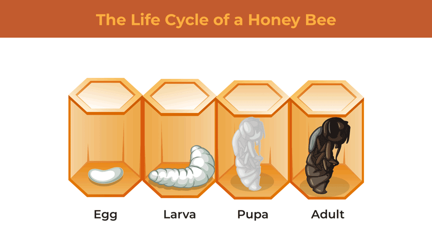 Illustration featuring life cycle stages of the honey bee. From egg, to larva, to pupa, to adult. 