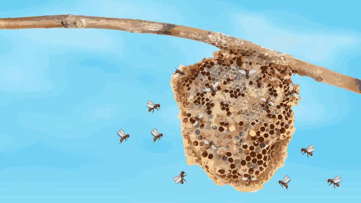 Illustration featuring bees flying around their beehive attached to a tree branch. 