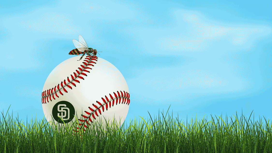 Illustration featuring a queen bee sitting on top of a San Diego Padres baseball. 