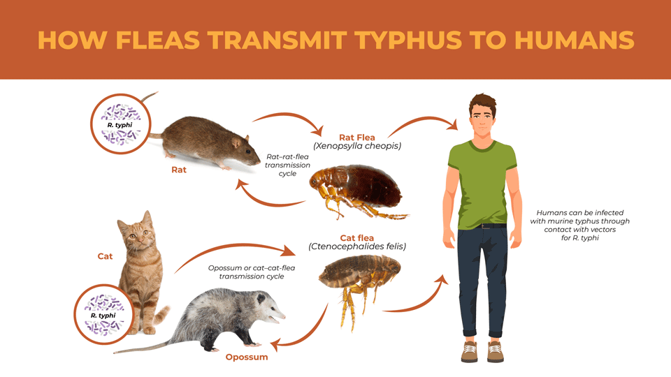 Illustrated chart of the path fleas take to transmit murine typhus to humans. 