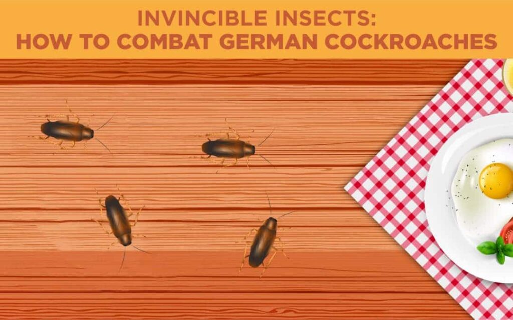 German cockroaches illustration