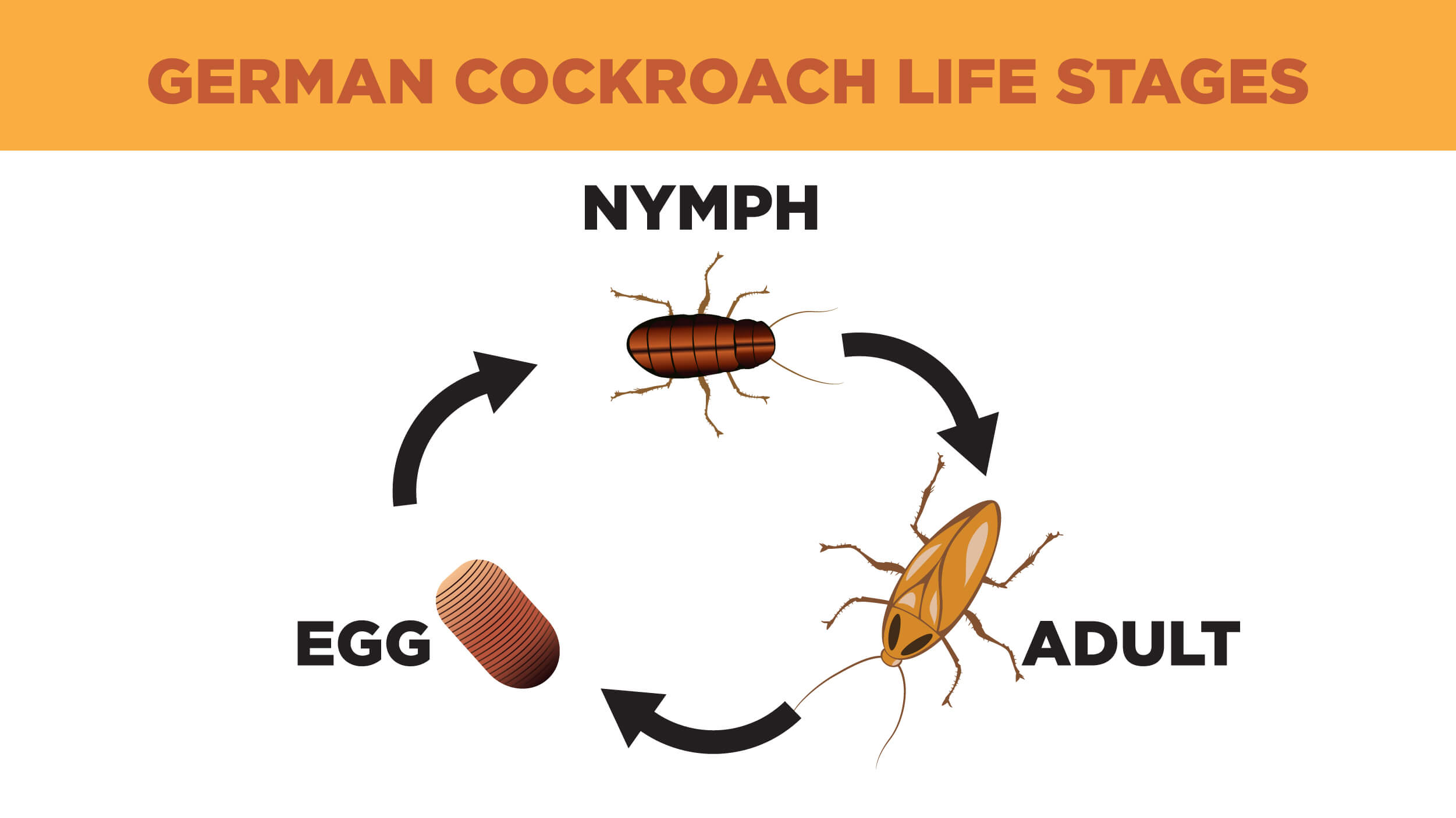 Illustration featuring the life cycle of the German cockroach, from egg, to nymph, to adult.