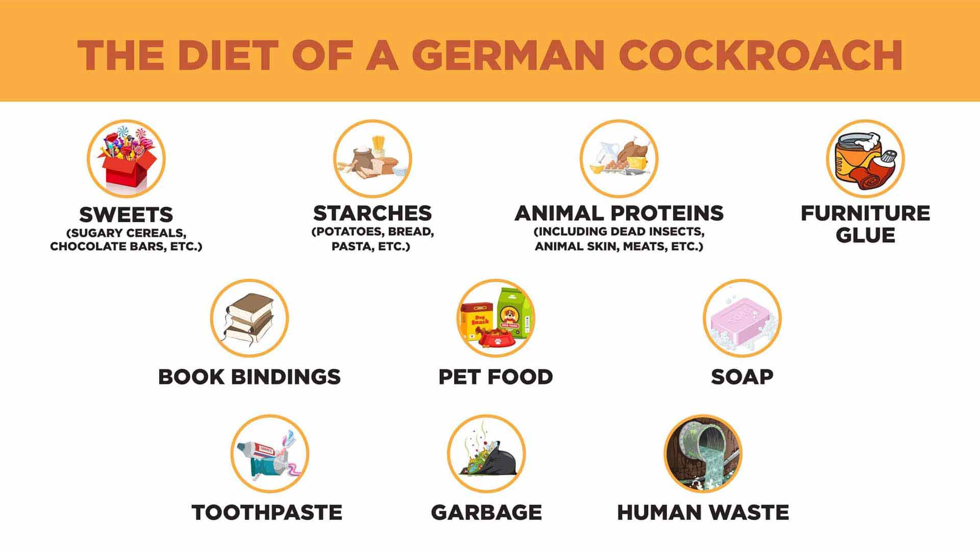 Illustration showcasing the varying diet of the German cockroach.