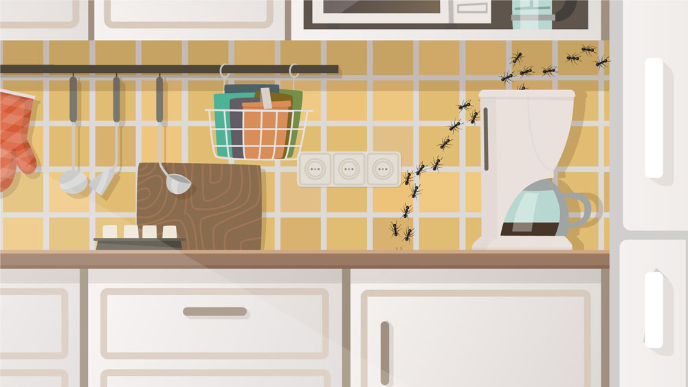 Graphic illustration featuring ants crawling across back-splash tile in kitchen.