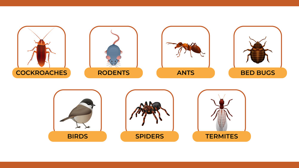 Illustration of common pests that infiltrate properties.