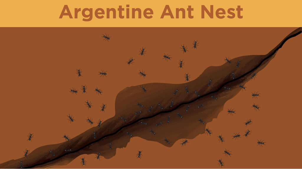 Illustration of Argentine ants crawling in and out of a nest in the ground.