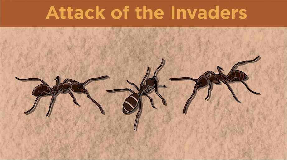 Illustration of two Argentine ants attacking another ant. 