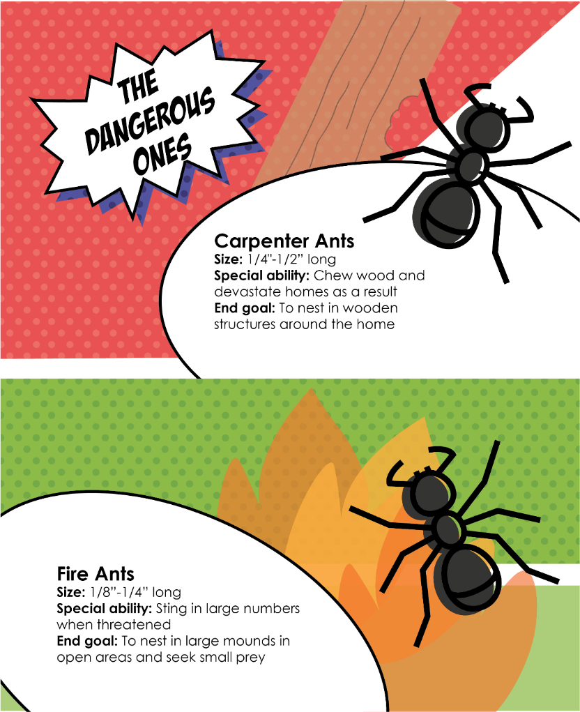 Carpenter and fire ants are the dangerous species. Carpenter ants chew wood, devastating homes as they nest in wooden structures. Fire ants nest in large mounds in open areas and seek small prey, stinging in large numbers when threatened.