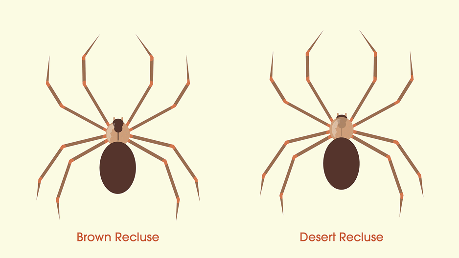 Brown Recluse Spider Look Alike