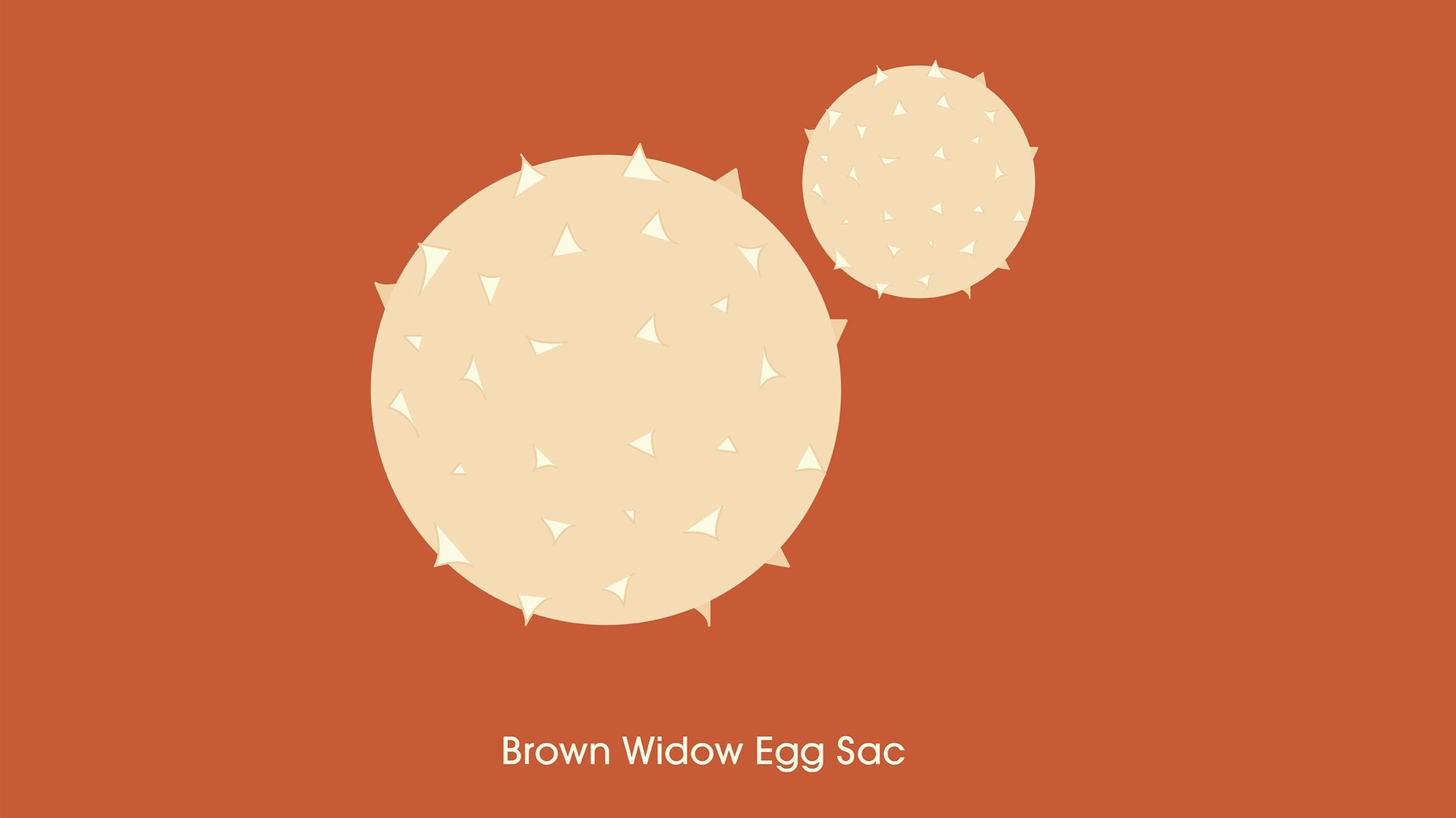 Illustration featuring close-up details of brown widow egg sacs.