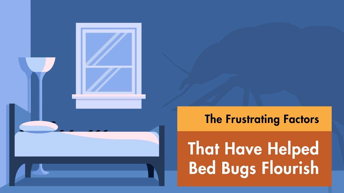bed bugs graphic