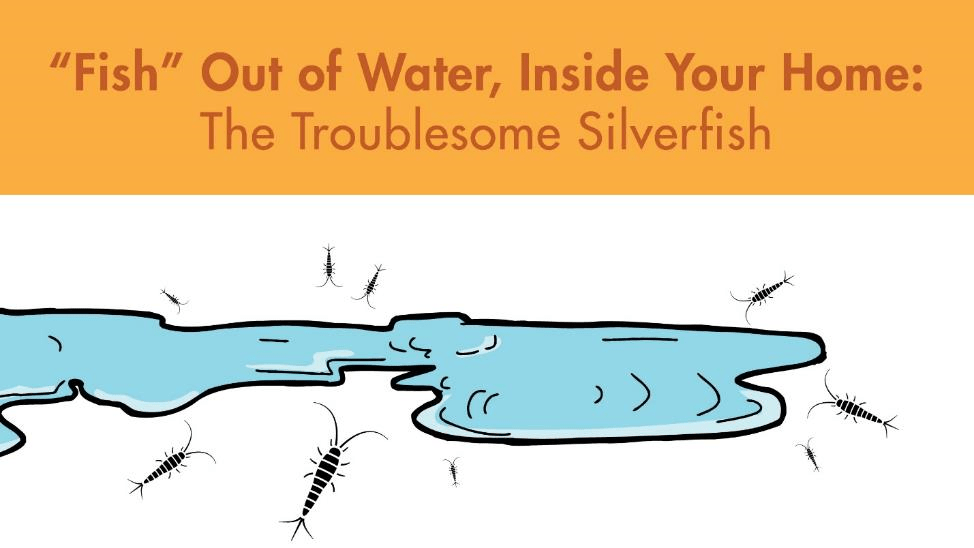 silverfish graphic