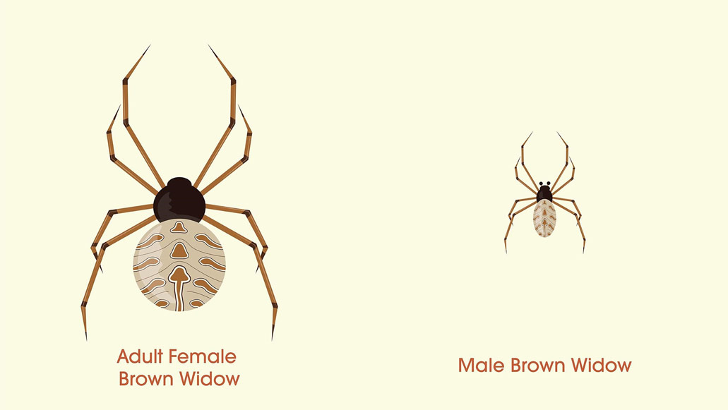 Illustration of a female and male brown widow.