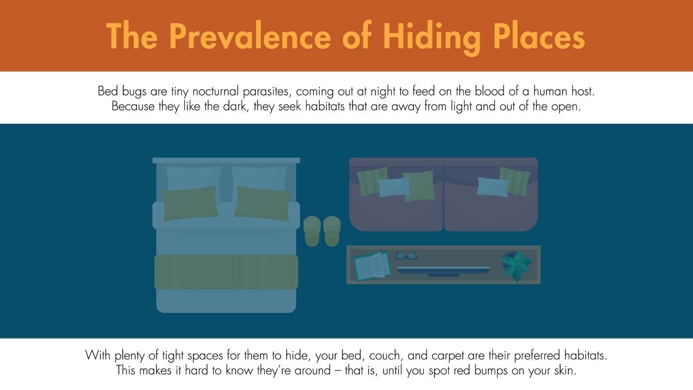 Illustration featuring the places bed bugs reside in inside a home.