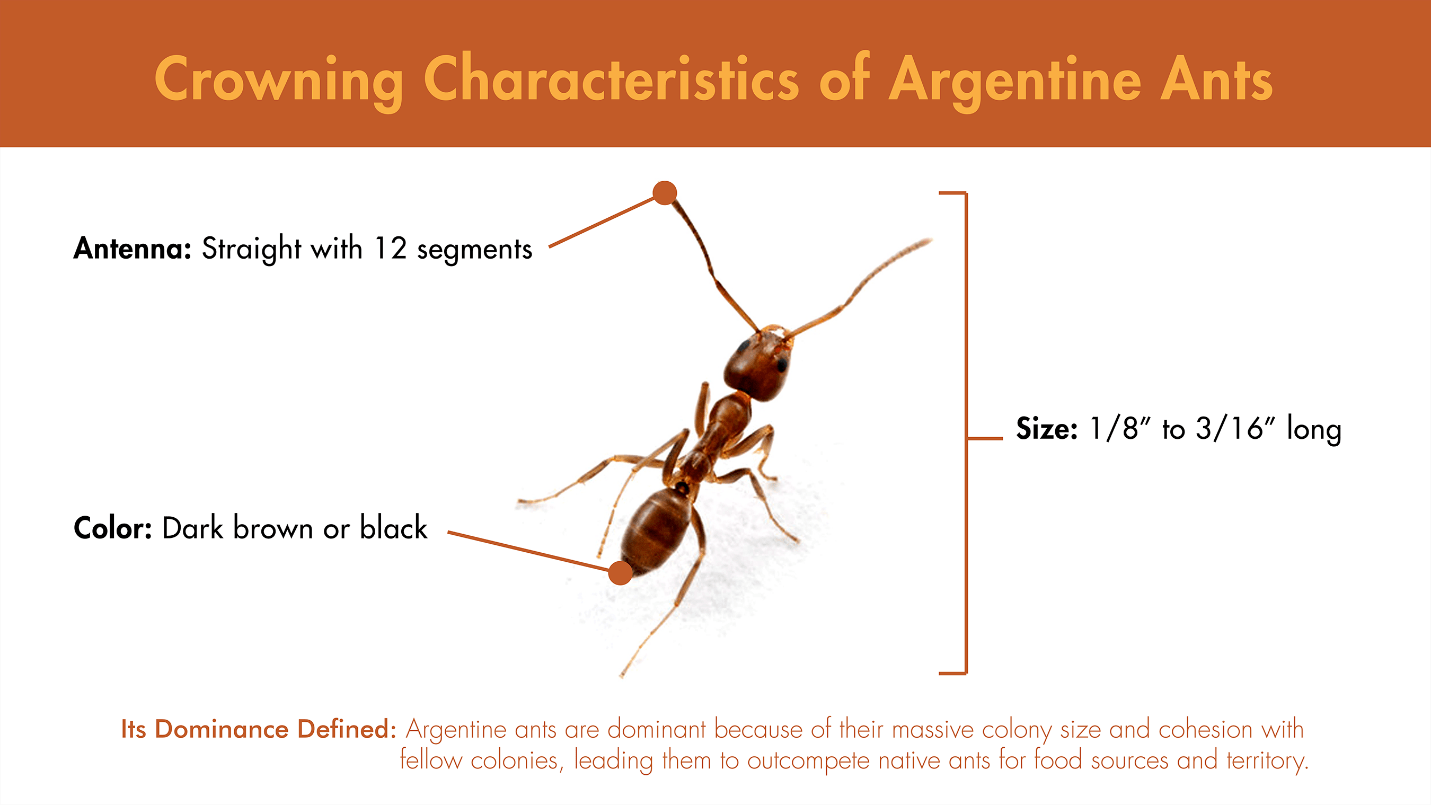 Illustration featuring the visual characteristics of the Argentine ant. 