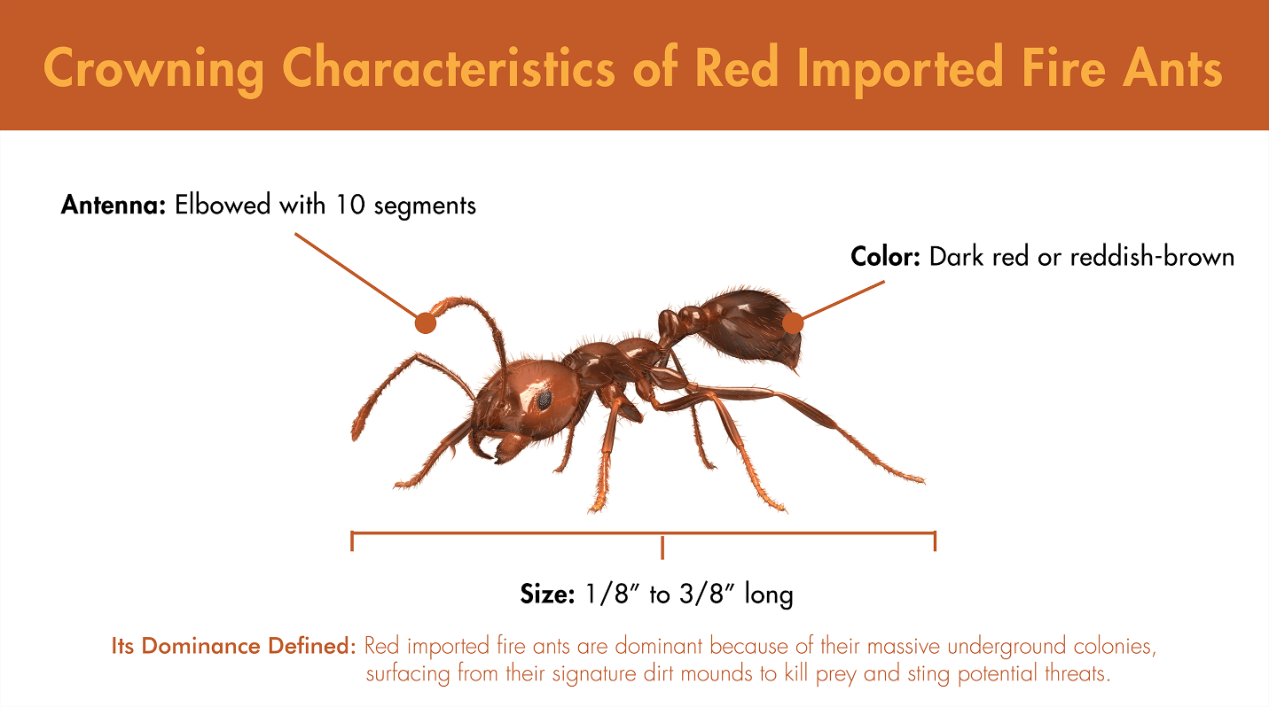 Illustration featuring the defining characteristics of Red Imported Fire Ants. 