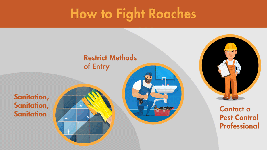 Illustration detailing how to fight roaches, including sanitation, restricting entry points, and contacting a pest professional at Lloyd.