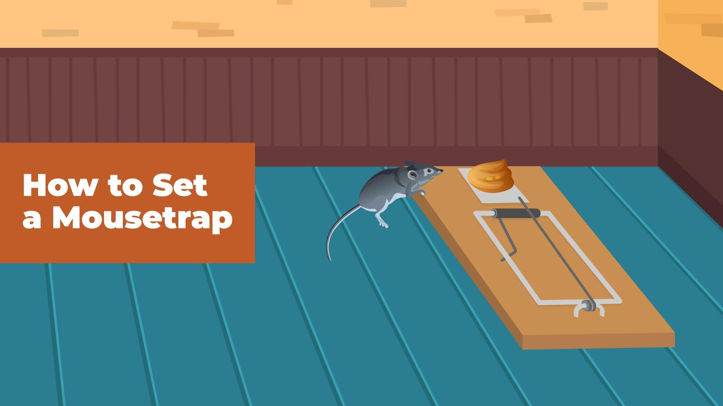 Should I Change the Location of Mouse Traps Periodically? - Yale Pest  Control