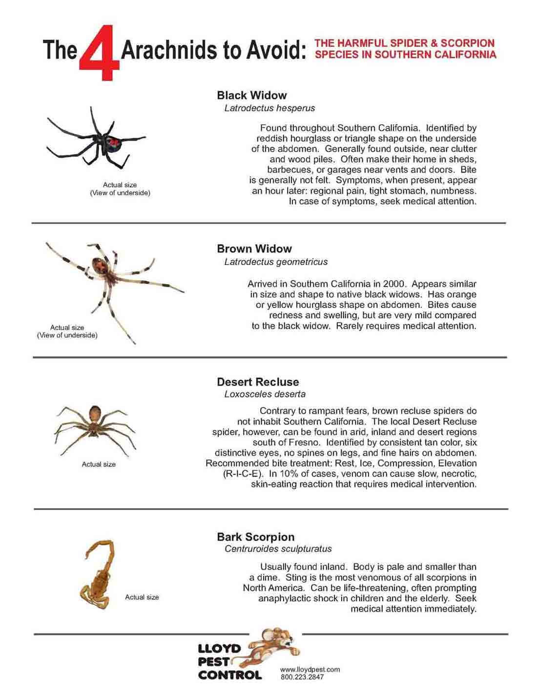 How to identify Brown Widow Spiders