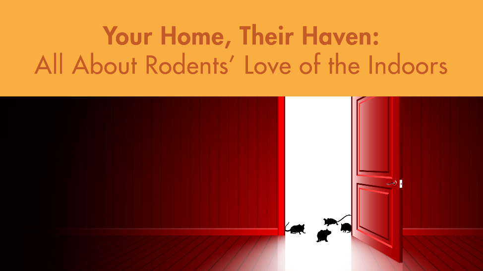Your Home, Their Haven: All About Rodents’ Love of the Indoors