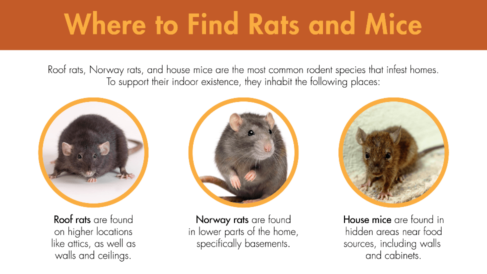 Roof rats, Norway rats, and house mice are the most common rodent species that infest homes. To support their indoor existence, they inhabit the following places: 1) Roof rats are found on higher locations like attics, as well as walls and ceilings 2) Norway rats are found in lower parts of the home, specifically basements 3) House mice are found in hidden areas near food sources, including walls and cabinets.