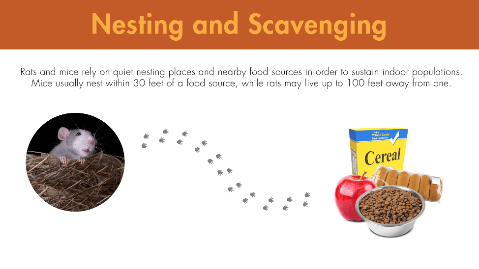 Rats and mice rely on quiet nesting places and nearby food sources in order to sustain indoor populations. Mice usually nest within 30 feet of a food source, while rats may live up to 100 feet away from one.