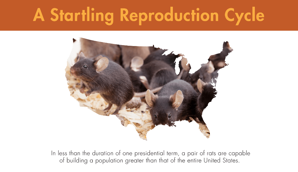 In less than the duration of one presidential term, a pair of rats are capable of building a population greater than that of the entire United States.