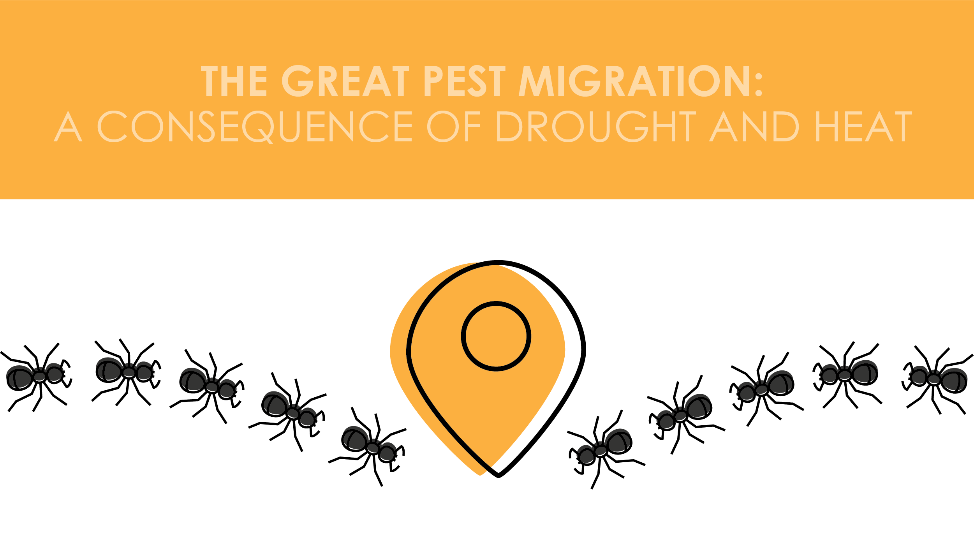 pest migration graphic