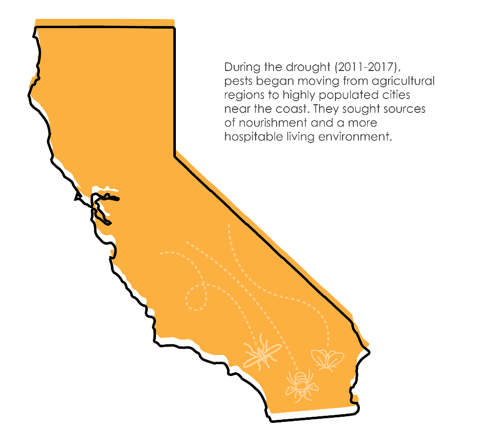 During the drought (2011-2017), pests began moving from agricultural regions to highly populated cities near the coast. They sought sources of nourishment and a more hospitable living environment.