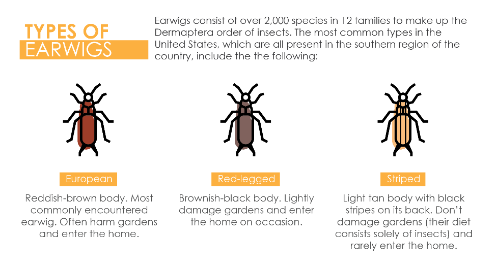 The Full Truth About Earwigs Crawling In Ears