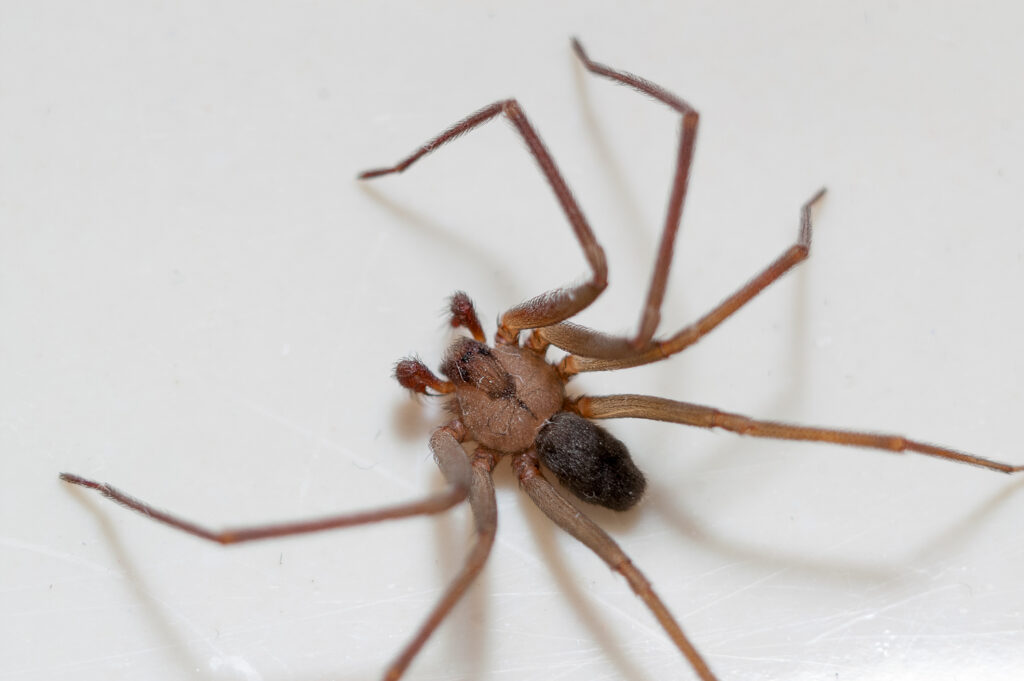 brown recluse image