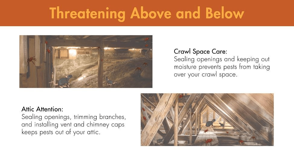 Pests threaten high and low parts of homes. Sealing openings and keeping out moisture prevents pests from taking over your crawl space. In addition, sealing openings, trimming branches, and installing vents and chimney caps keeps pests out of your attic.