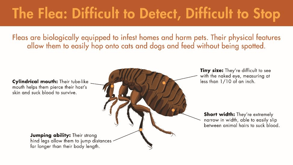 Fleas are difficult to detect ans difficult to stop. They are biologically equipped to infest homes and harm pets. Their physical features, from their cylindrical mouth and jumping ability to tiny size and short width, allow them to easily hop onto cats and dogs and feed without being spotted.