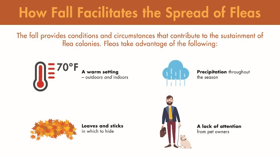 The fall provides conditions and circumstances that contribute to the sustainment of flea colonies. Fleas take advantage of a warm setting, leaves and sticks in which to hide, precipitation throughout the season, and a lack of attention from pet owners.
