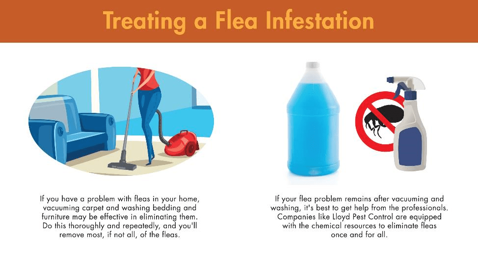 Treating a flea infestation involves vacuuming carpet and washing bedding and furniture. If your flea problem remains after both, get help from the professionals. Companies like Lloyd Pest Control have the chemical resources to stop fleas once and for all.