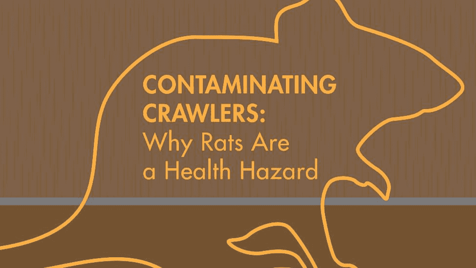 rats graphic