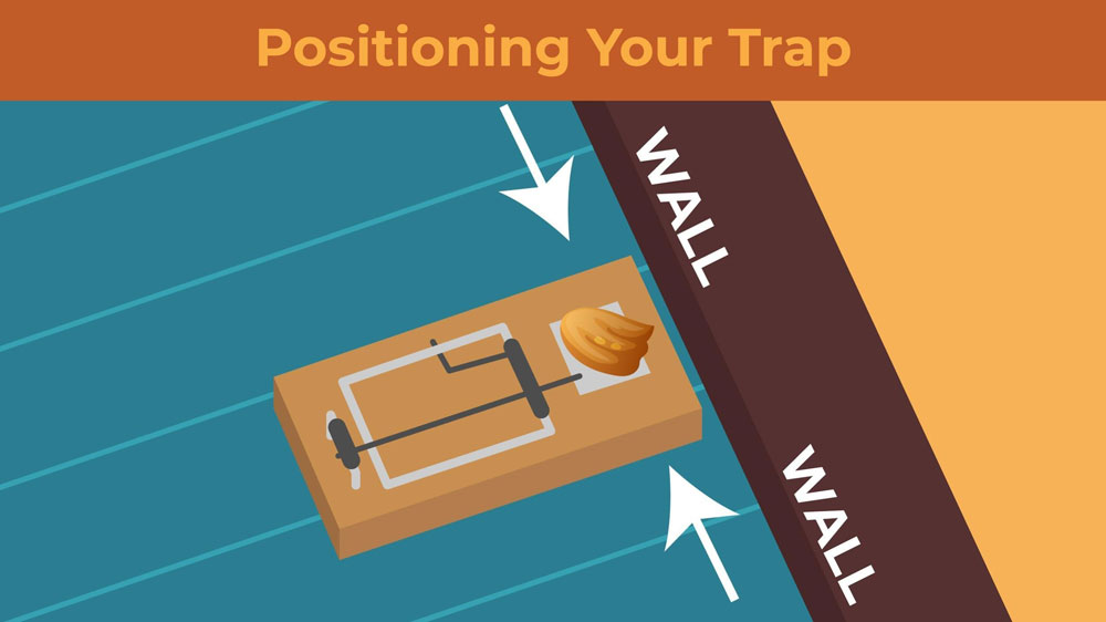 How to Choose the Best Mouse Trap