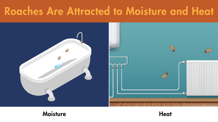 Illustration of roaches crawling in an empty bathtub and next to a radiator.