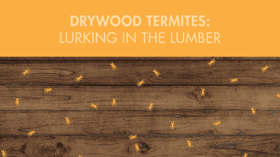 drywood termites graphic